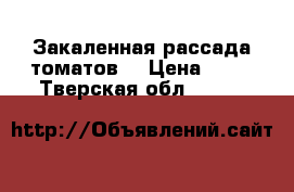  Закаленная рассада томатов  › Цена ­ 20 - Тверская обл.  »    